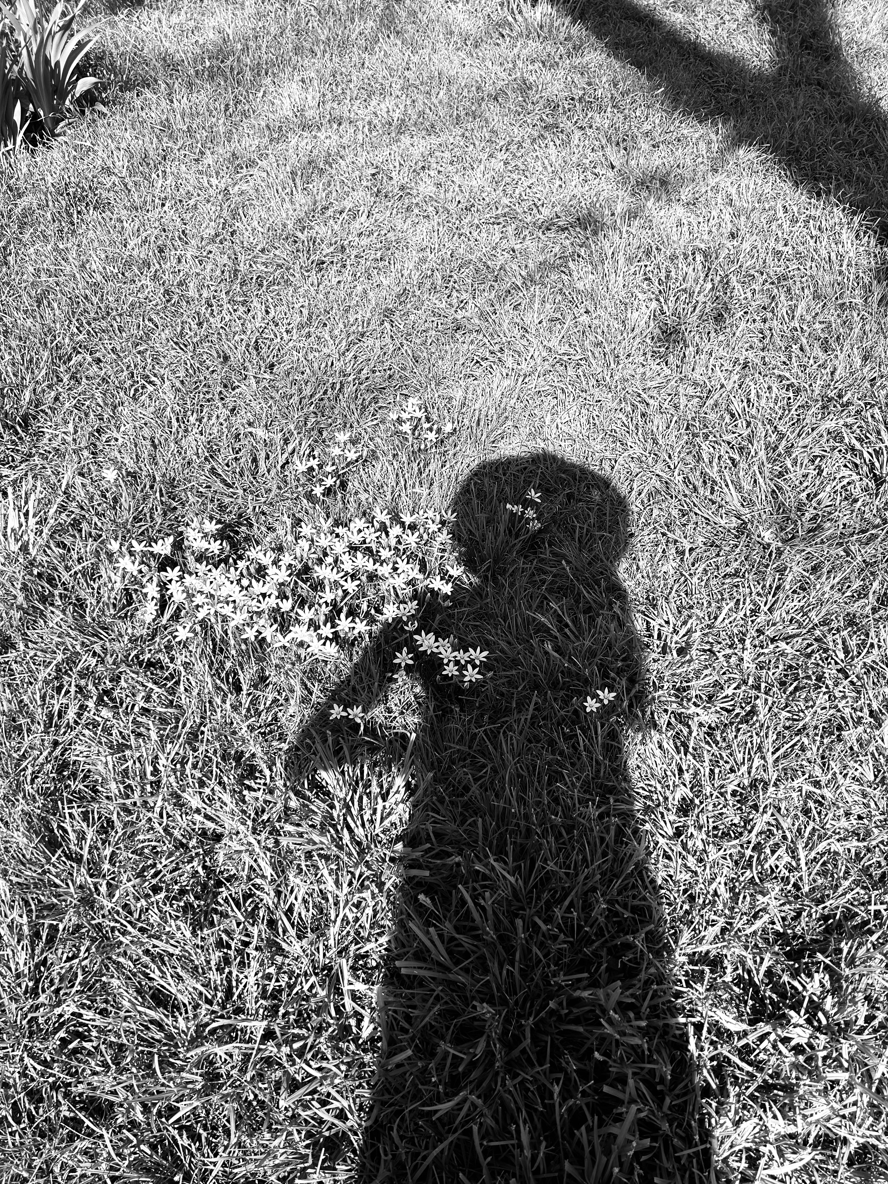 A person's shadow is cast on grass dotted with small white flowers. The outline of their head and arm is visible, with sunlight creating strong contrasts on the textured lawn—sorry, there are no important SEO keywords in the given description.