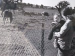 A woman holds a smiling child by a chain-link fence, looking at several grazing horses in a sunlit pasture with trees in the background.